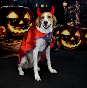 Devil